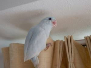 部屋の中２周ぐらいします