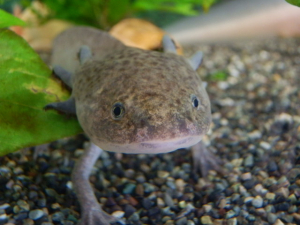 金魚もいますがウパと同居はできません