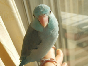 これはハゲてないのでカイちゃんです