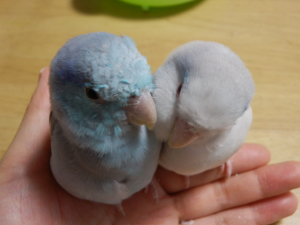 つかみ合いのケンカで羽も散らします