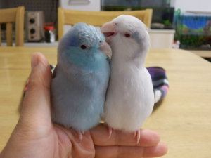 カキカキしすぎて♂の頭ハゲてます（笑）