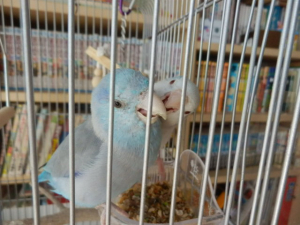 最近ではいいオヤツは相手の嘴から奪います