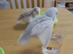 お姉様から水浴び指南