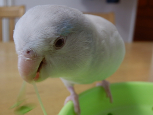 オヤツ皿が出るとすぐ飛んできます