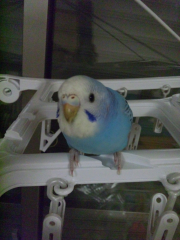 ピッティー。今は写真よりも鼻が赤いです。