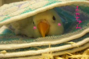 お迎えして９日目のらむねさん