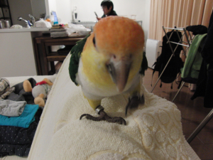 我が家で1番臭いばず(@ｼﾛﾊﾗｲﾝｺ)