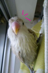 水浴び後のクサクサらむねさんです＾＾