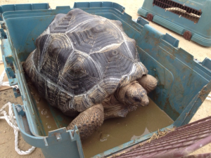 巨大なカメ様