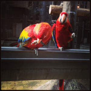 アカコンゴウインコのアカオとアカコ