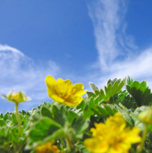 なんの花かな、、可愛かったから