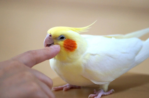 カキカキされて、ルルうっとり