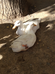 近くの公園に仲良しアヒル発見！