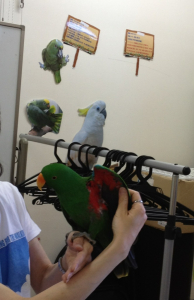 参加したオオハナインコ♂の翼の内側は赤!?