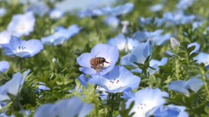 虹の橋もこんなお花畑だといいな。