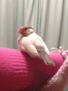 シナモン文鳥のあかりとはおれっちだよ