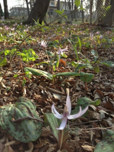 カタクリの花