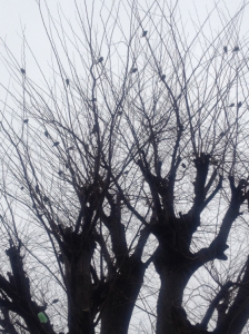 今日出会った豆粒鳥の生る木