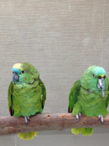 ちっちさん、アオボウシインコも居ました！