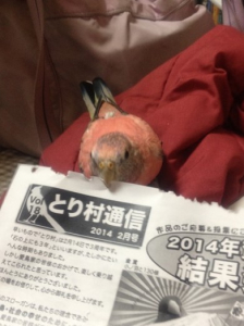 最近は紙齧りも大好きに（＞＜）