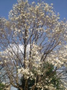 今盛りのコブシの花