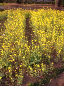 華ちゃん色の菜の花。おめでとう！！