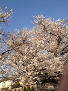 満開の桜