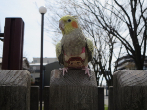 うちのピカ７歳です（メス）