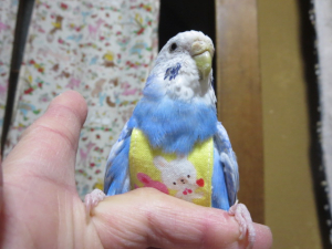 ピヨコはまだお散歩デビューしていません