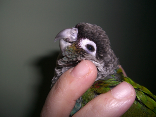 鳥の飼い方・生活】ウロコインコを飼育している方(*´∀｀*)｜とりっち