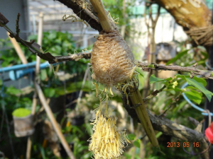 カマキリ産まれました