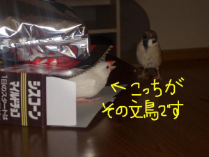 菌がいても元気な「ぎんちゃん」です