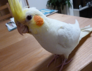 きなちゃん
