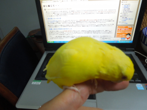やっぱり指の皮が好き♪