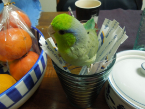 少し大人になってきました。