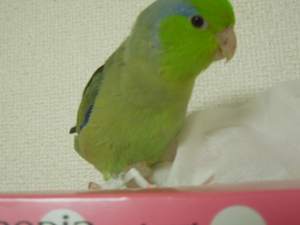 ティッシュの箱が大好きないけめんです。