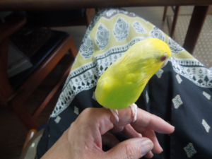 お母さんの指の皮も大好き♪