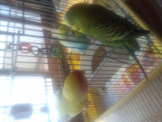 お部屋に入ってるのがくりっぴです。
