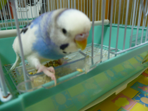 らんちゃん脱走？