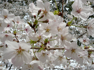 きれいな桜