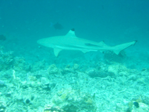 サンゴの死骸が累々と広がる死の海