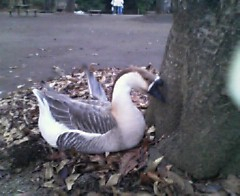 公園に捨てられたペット？シナガチョウ