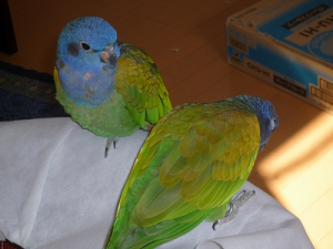お留守番と分かって、ションボリした ♂
