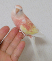 折角の美鳥がボケて台無しになりました