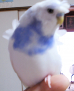 物まね上手な６ヶ月の羽衣インコです
