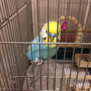 コロンするから、だしてー