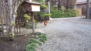 裏のニワトリは来るんですが…(解るかな？)