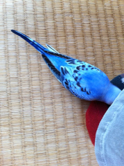尾羽の先が白く色が抜けてます。