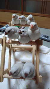 この秋２組からうまれたヒナたち！