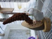 お客様の、りっこさんご提供写真です